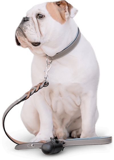 pet_care_9
